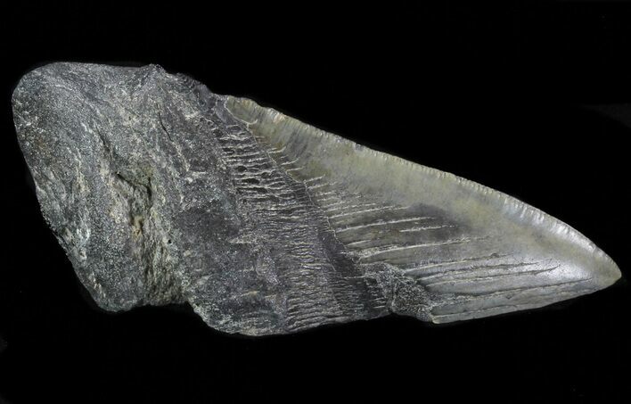 Partial Fossil Megalodon Tooth #88644